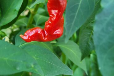 Any ideas what these may be?