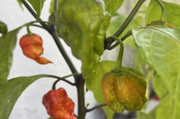 Can anyone help me identify this pepper