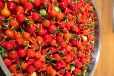 A whole f*ckton of Bihquino reds