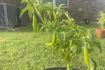 What type of pepper plant is this?
