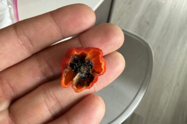 Opened up a dragons breath pepper to see this on the inside. Outside seems fine, what’s wrong?