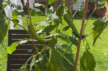 The sight of my Pepper houseplant's lush green against the blue sky makes me so happy