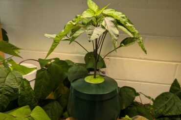 How to prune to keep it under the grow light?