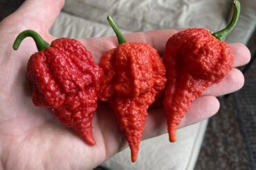 The Beast really is a fitting name for this pepper.  She is thick walled, oily, fragrant, and dumb hot.