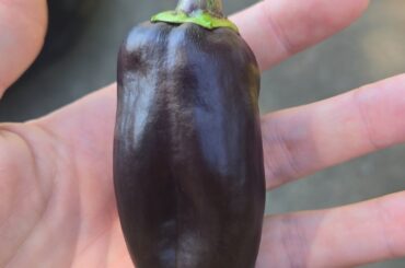 Alright yall wtf is this thing?