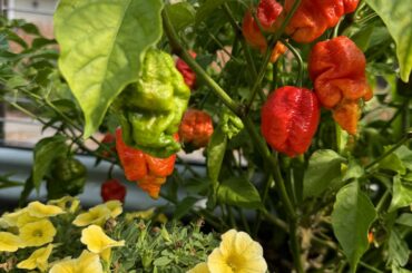 Help vote what I should grow next season.