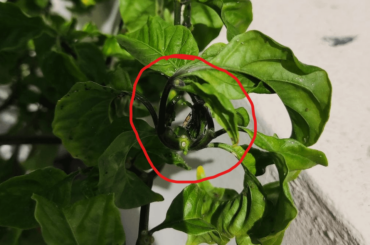 What are these guys? (bugs appearing after spraying aphid infested plants with neem oil)