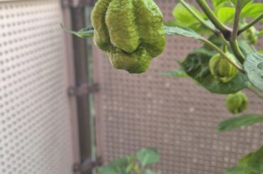 Everyone told me I can't grow them on my balcony