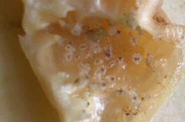 Why does my pepper look like this?