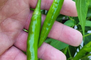 Why aren't my Calabrian Chilis turning red?