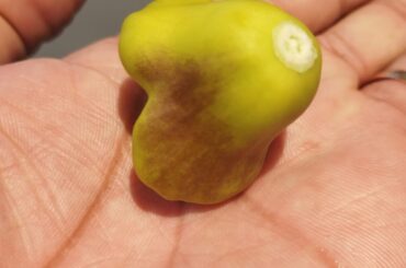 Is this a disease or a lack of nutrients?  Some of my Scotch Bonnet peppers don't ripen and instead have brownish spots that spread but don't cover the whole pepper. At the same time, some peppers, like the one in the 2nd picture, have no problem and grow into a beautiful fruit....