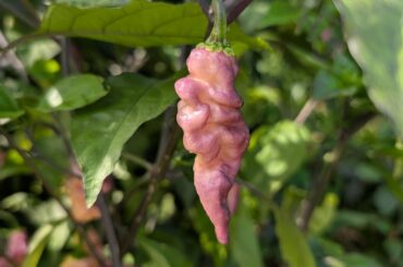 some shots from the garden