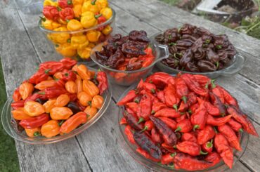 Today’s harvest was 6lbs! My biggest one so far this season!!