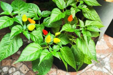 What Chili variety is this?