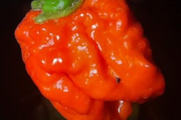 Found this plant next to the bins a while ago. What am I working with?