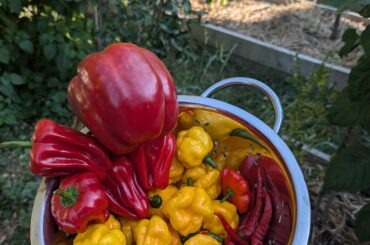 A motley pepper harvest