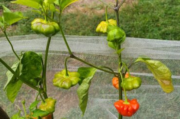 Brazilian Starfish getting close