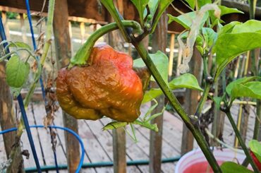 This guy is patrolling my Reapers for pests