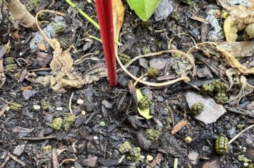 Found the culprit- fresh grenades