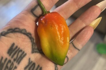 the prettiest lil pepper