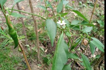 First Cayanne peppers plant
