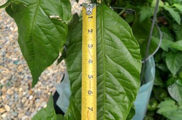 Big Pepper Leaves