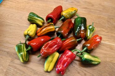 Rainbow Blood, Serrano and Lemon Drop harvest!