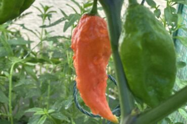 Carolina Reaper