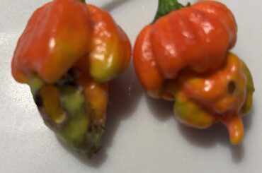 What kind of sadistic bug/worm burrows into my reapers?