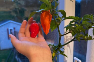 Can anyone id this pepper for me?