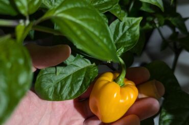 Help with identification