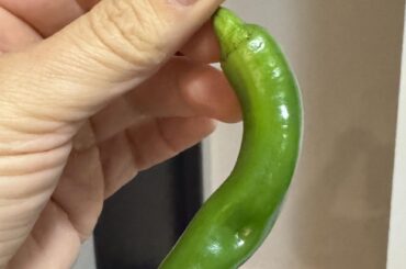 These peppers are super mild and great as a healthy crunchy snack with a very subtle kick. I want to grow them - what are they?