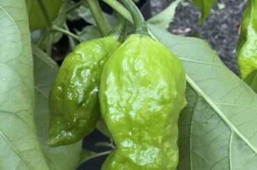 Can’t wait for these ghost peppers to turn red!
