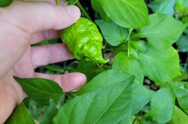 Variety of pepper shapes from same seeds