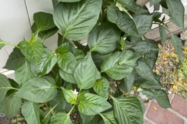 Mystery Sidewalk Pepper