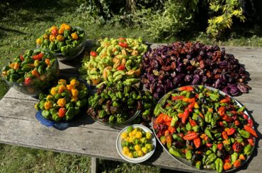 Final harvest of the year. Cleared all my plants! 21.5lbs