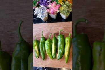 Mirchi vada recipe ASMR | Rajasthani bharwa Mirchi..!!#asmr #food #shorts