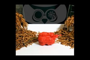 MEALWORMS MEET CAROLINA REAPER #Shorts