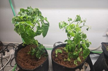 Rescued some peppers