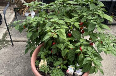 My Carolina reaper plant 1 year old