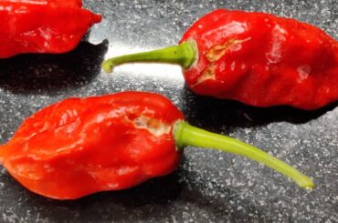 What's eating my Ghosts?