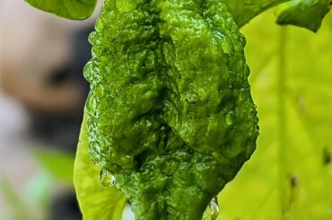 7pot Douglah Coming in