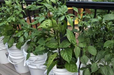 Legit question: are my plants TOO big?