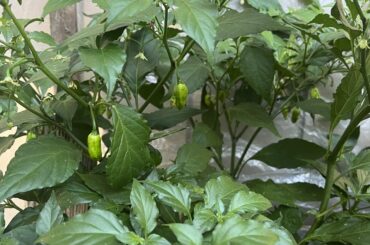 Will my ghost peppers survive the frost, now that I have a janky cold frame?