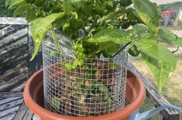 Pepper identification