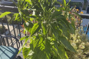 First time growing Birdseye Chilis