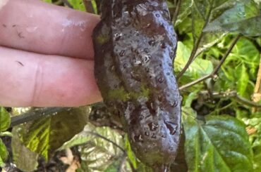 Any ideas what this might be?