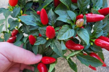 I was gifted a pepper plant but I have no idea what kind they are