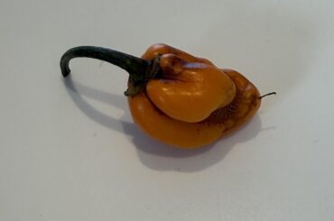 Brown webbing on orange habanero?