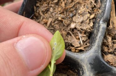 What are those white flies on my chilli seedlings ?